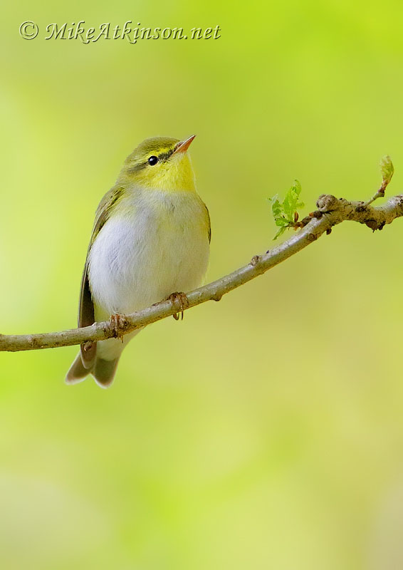 Wood Warbler