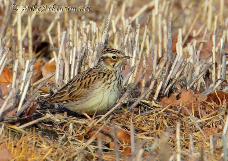 Woodlark