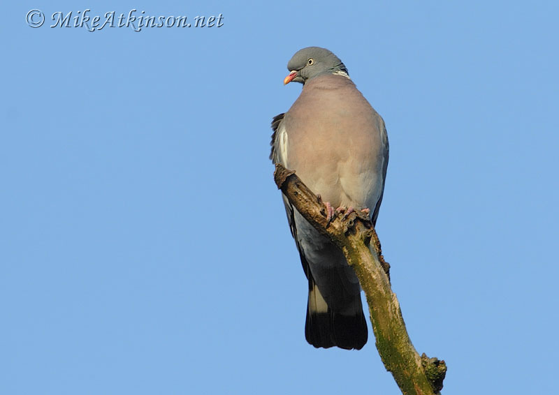 Woodpigeon