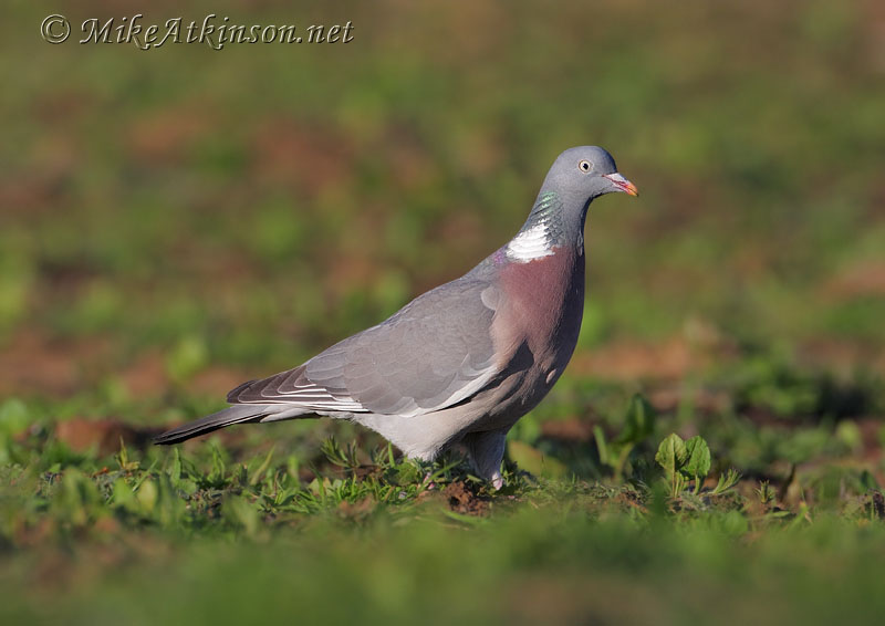Woodpigeon
