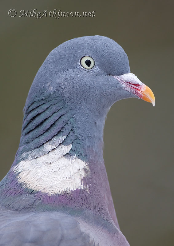 Woodpigeon