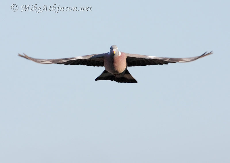 Woodpigeon
