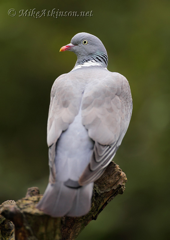 Woodpigeon