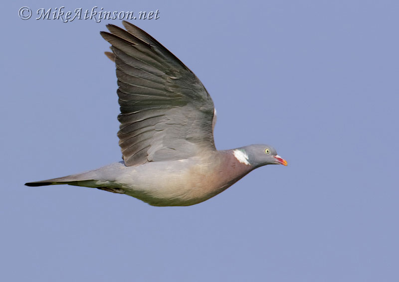 Woodpigeon