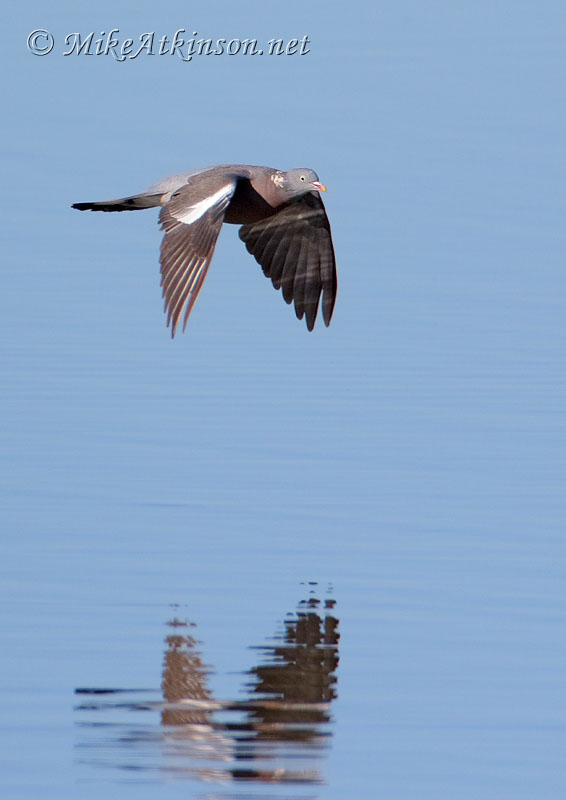 Woodpigeon