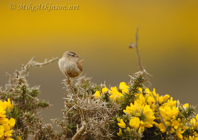 Wren