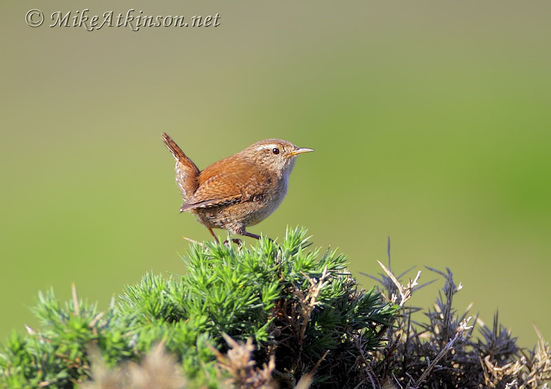 Wren