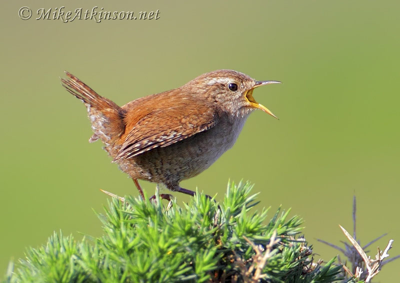 Wren