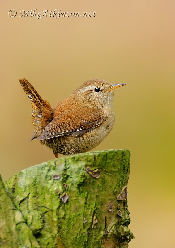 Wren
