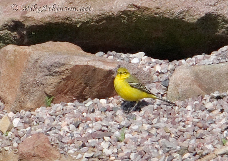 Yellow Wagtail