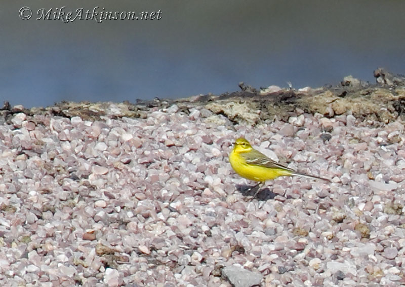 Yellow Wagtail