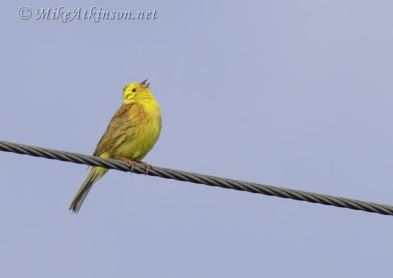 Yellowhammer
