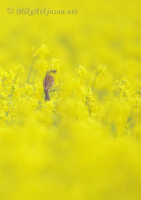 Yellowhammer