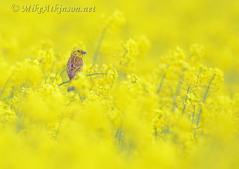 Yellowhammer