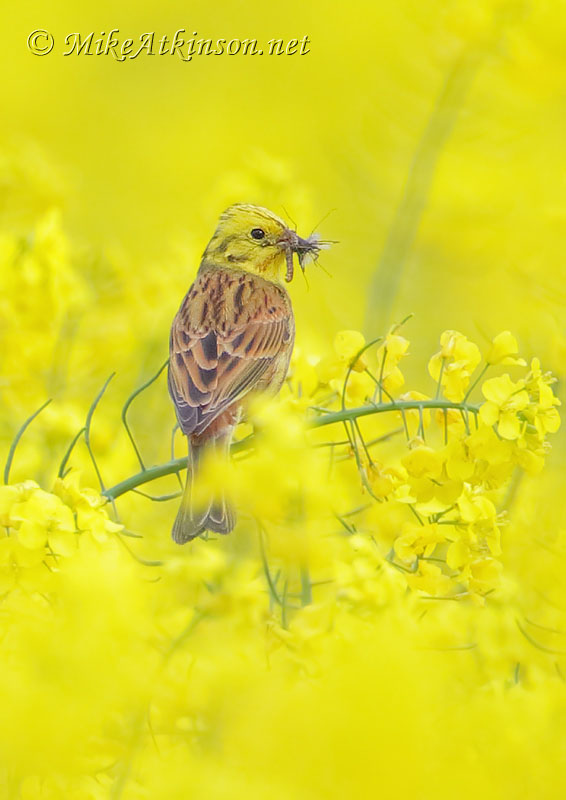 Yellowhammer